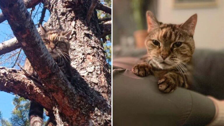 Brooklyn Man’s Workout Turns Into Rescue Of Senior Cat Stuck In Tree
