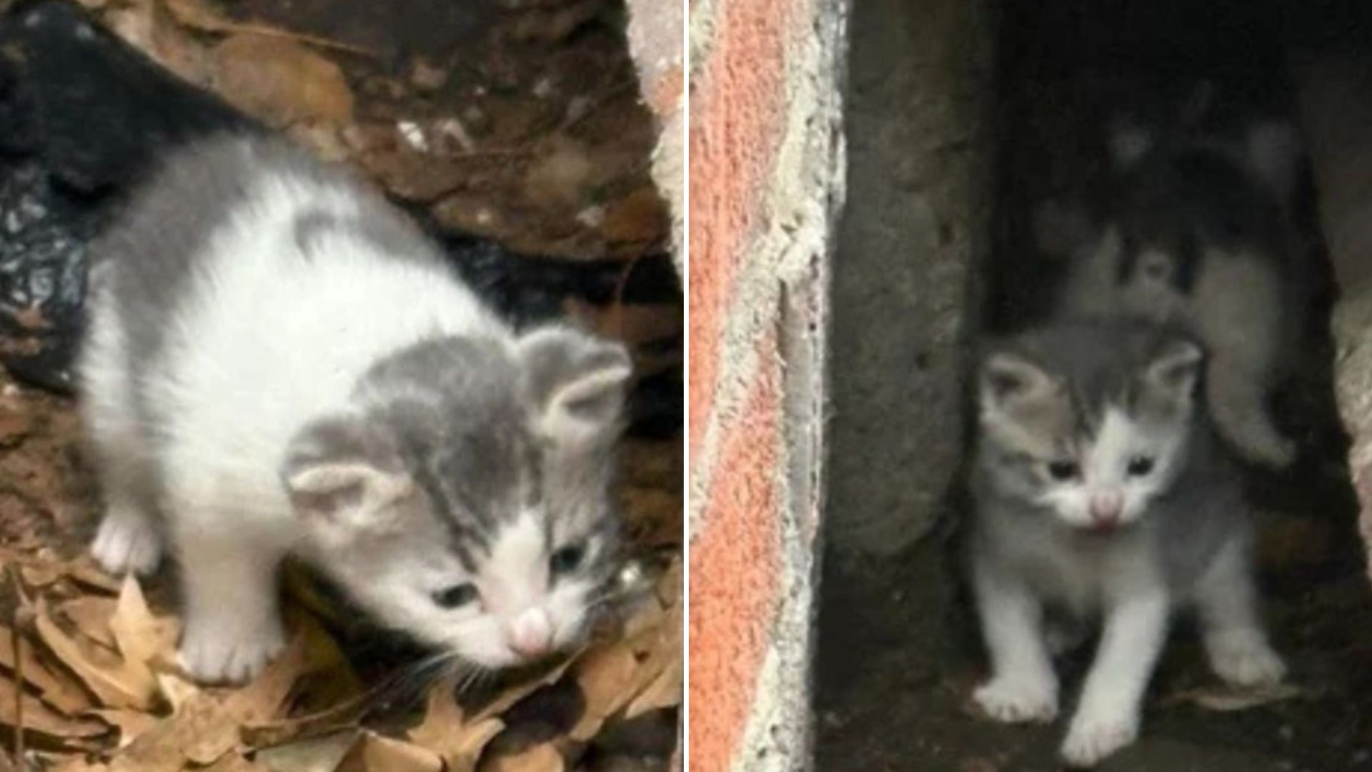 kittens living between buildings