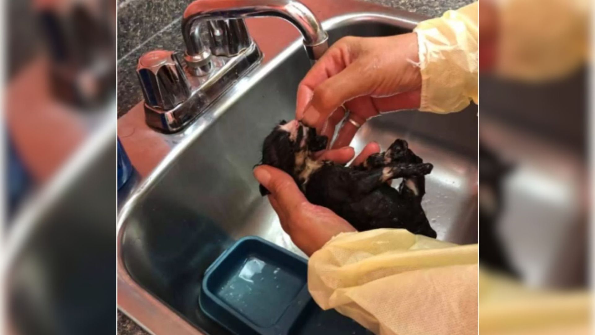 Burned Kitten From New York Gets Rescued And Surpasses Everyone's Expectations