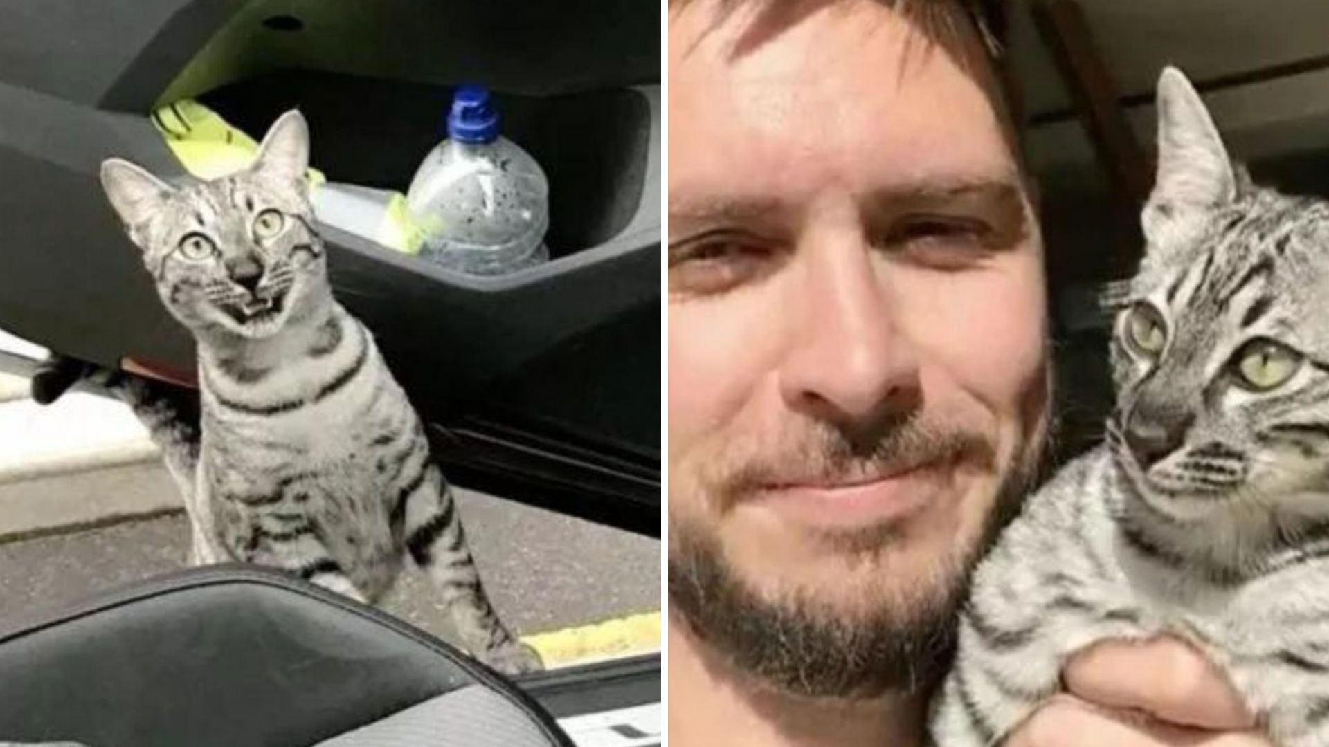 California Man Left In Awe After Bumping Into His Own Cat On The Street