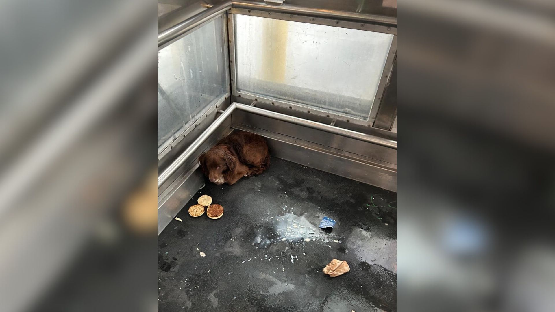 dog in elevator
