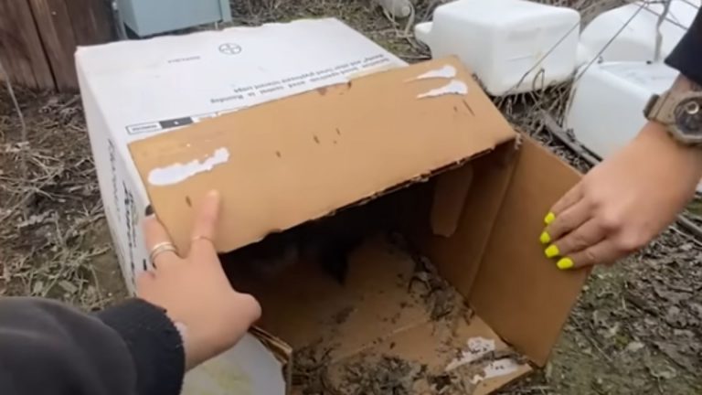 cardboard box