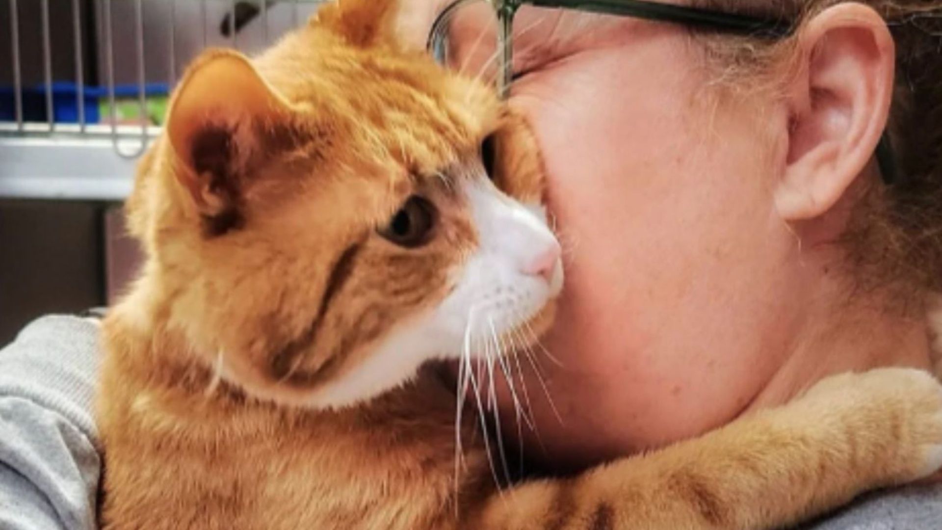 Clever Shelter Cat In New Jersey Uses A Trick To Win Over Adopters