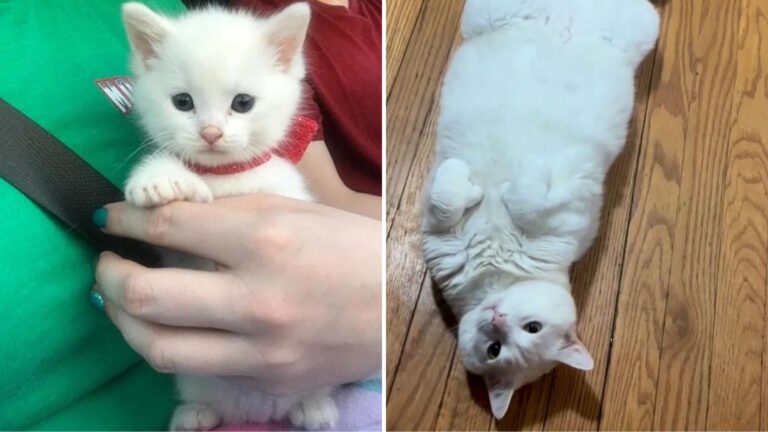 Man Wants This Adorable Kitten Euthanized But The Reason Is Truly Bizarre