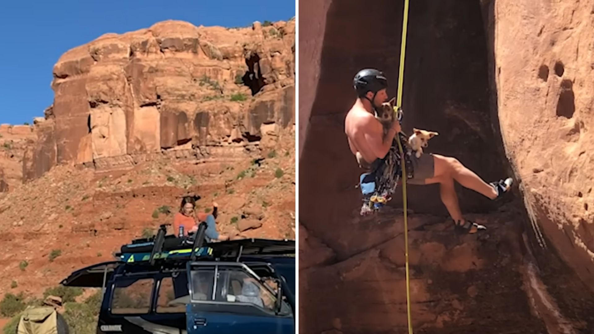 dogs on cliff