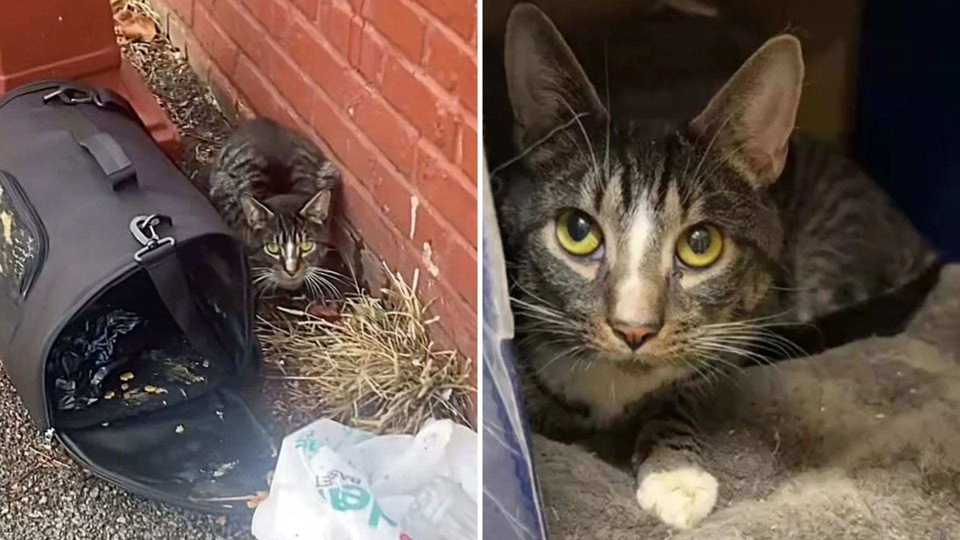 Cries Lead People To Shocking Discovery Behind Cat Carrier In New York Park