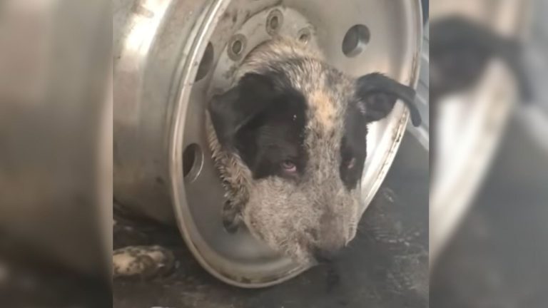 dog stuck in rim
