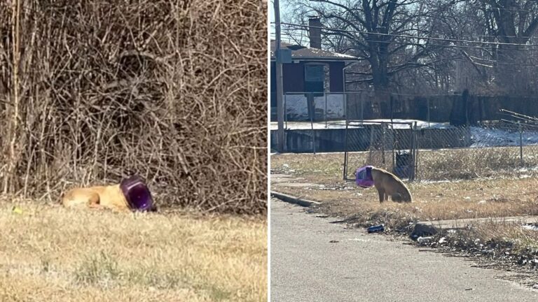 Dog Roams Illinois Streets With Bucket On Head, Terrified Of Human Help