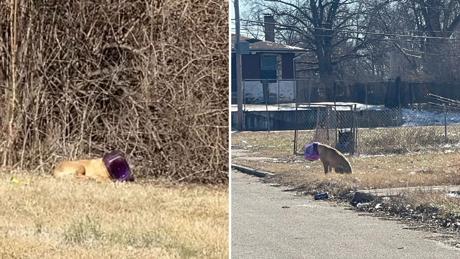 Dog Roams Illinois Streets With Bucket On Head, Terrified Of Human Help