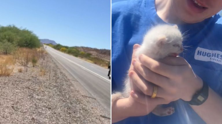 man holding a kitten