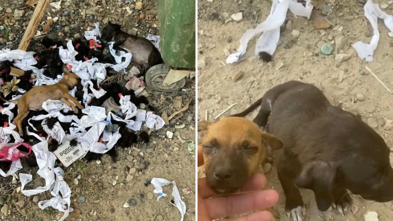 dog in trash