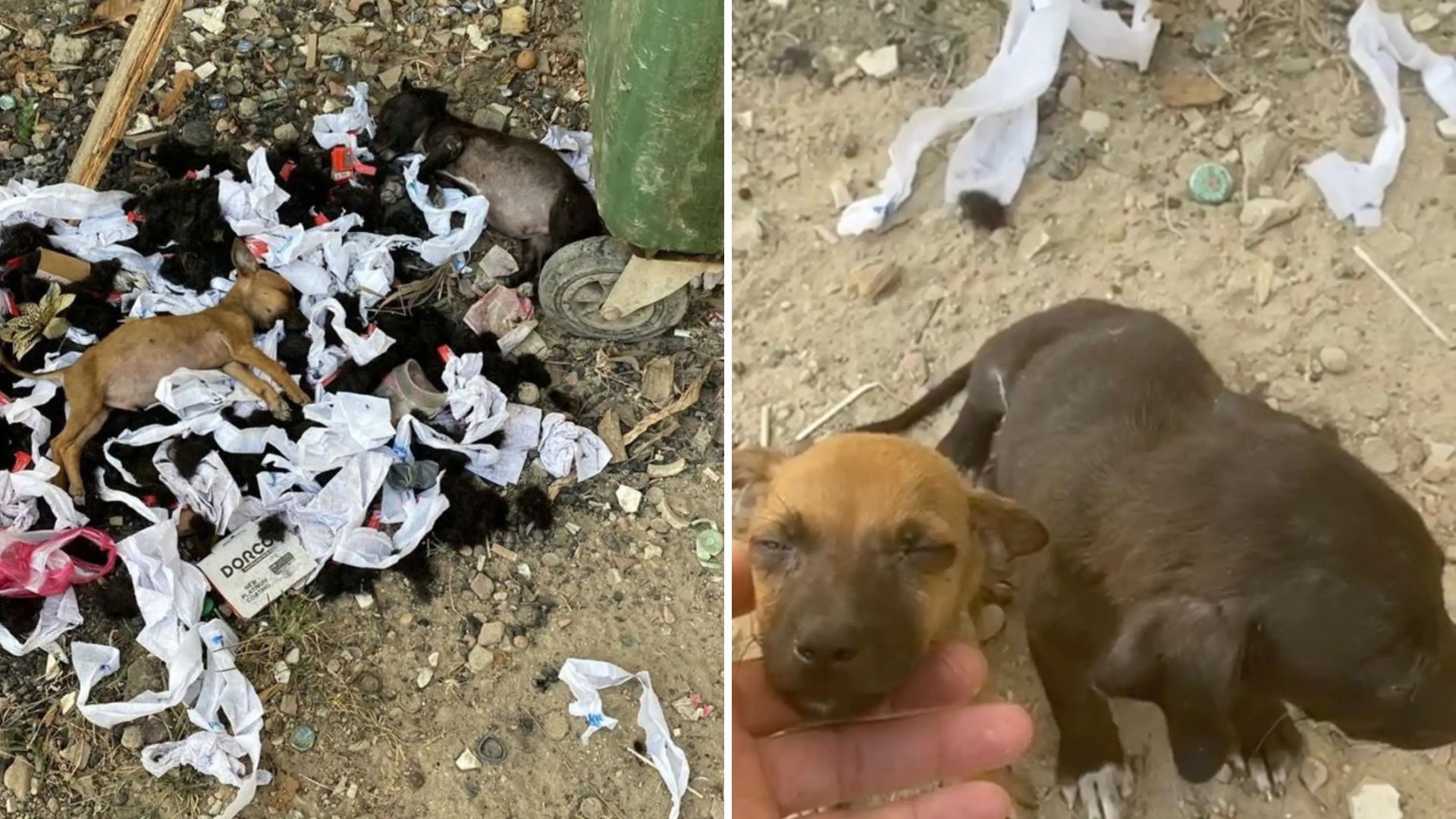 dog in trash