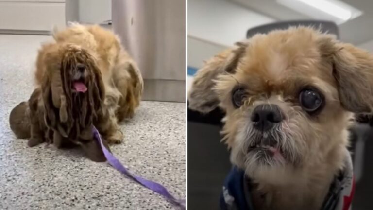 Extremely Matted Kansas Dog Looks Unrecognizable After Life-Changing Transformation