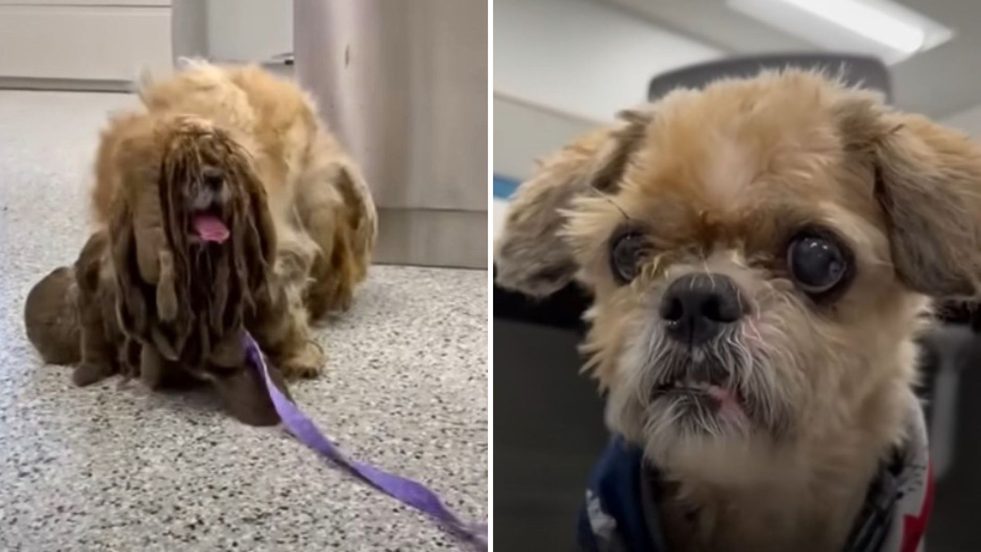 Extremely Matted Kansas Dog Looks Unrecognizable After Life-Changing Transformation