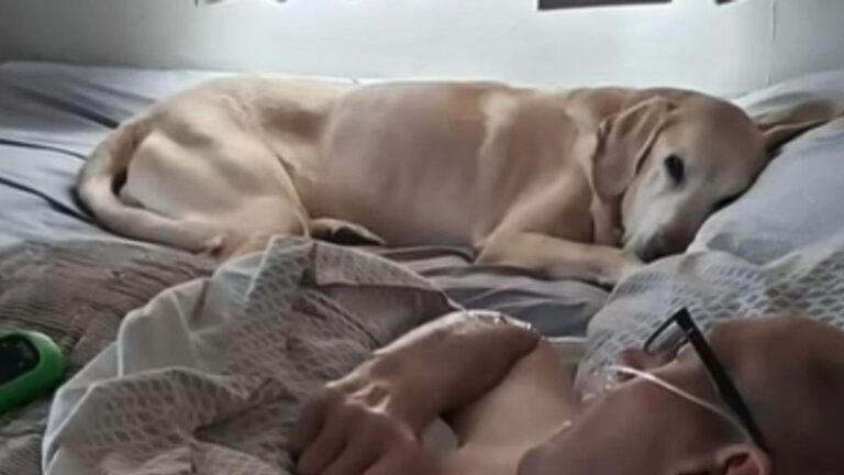 Faithful Dog In Minnesota Refuses To Leave His Sick Dad’s Side And Passes Minutes Before Him