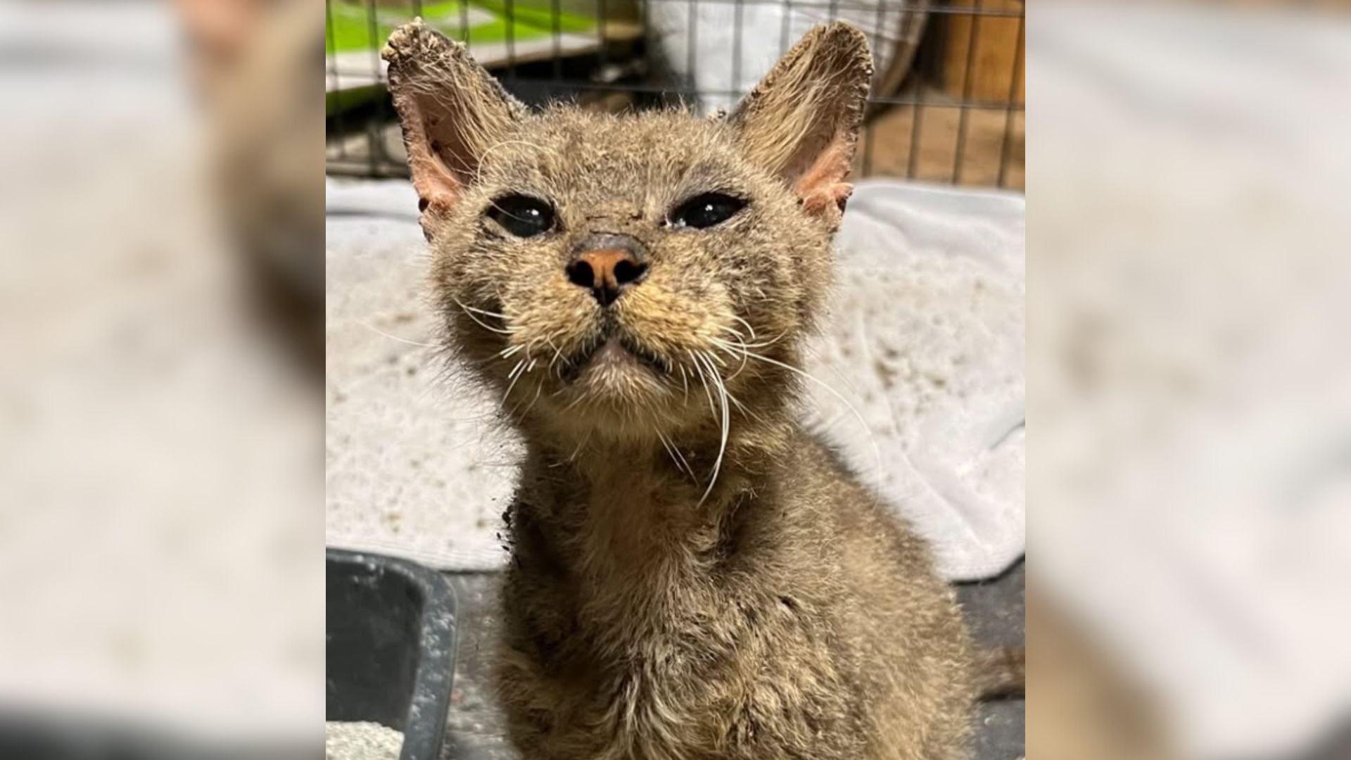 Feral Cat Battles Scabies Until Kindhearted Florida Woman Steps In To Help