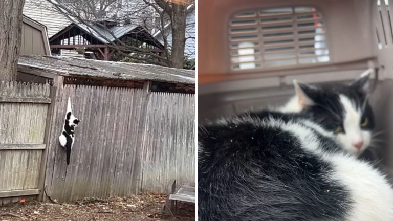 Feral cat
