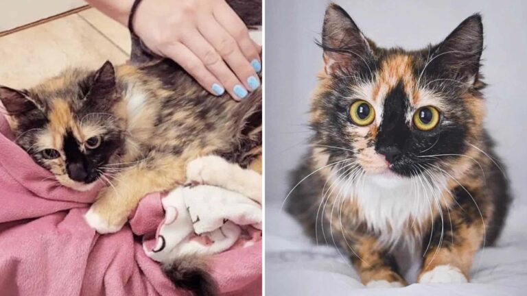 Florida Couple Adopts Stray Cat, Then Discovers She’s Connected To Someone They Know