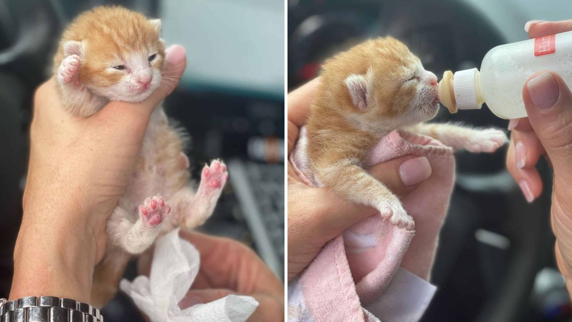 Florida Officer Discovers Tiny Life In Bush, Springs Into Heroic Rescue