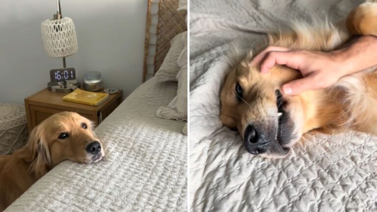 Florida Pet Owner Checks Dog Camera And Gets An Unbelievable Surprise