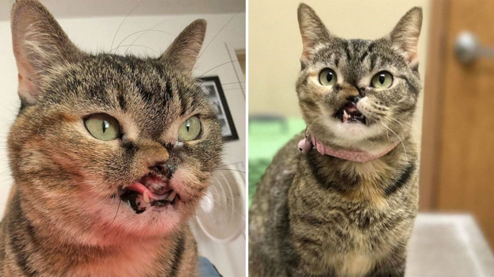 Florida Shelter Shocked After Discovering This Cat Survived Being Shot In The Face As A Kitten