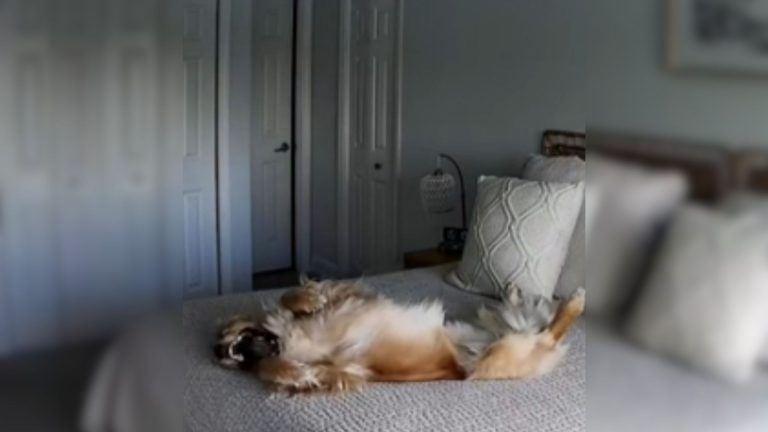 dog laying down