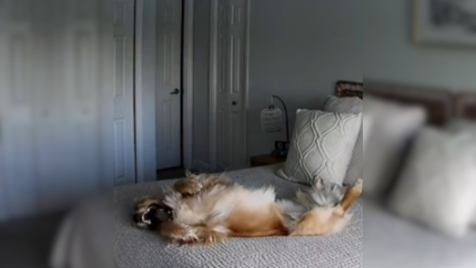 dog laying down
