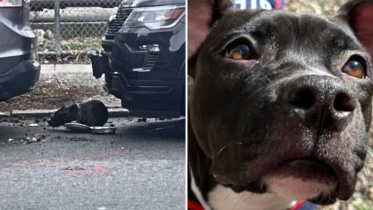 Freezing Dog Left Tied To A Pole In New York Has No Idea She’s About To Get The Good Life