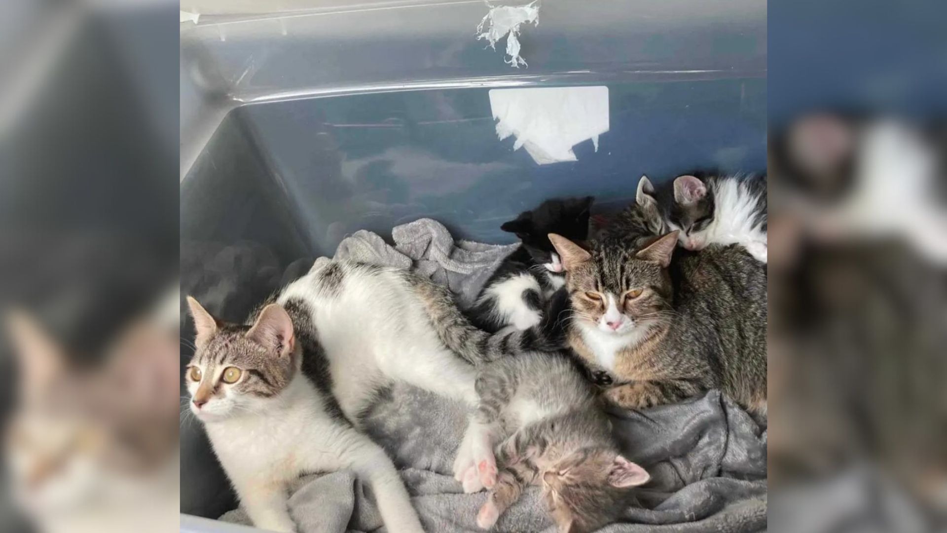 Friends Discover A Clear Box Left In North Carolina Park, Then See Something Is Moving Inside