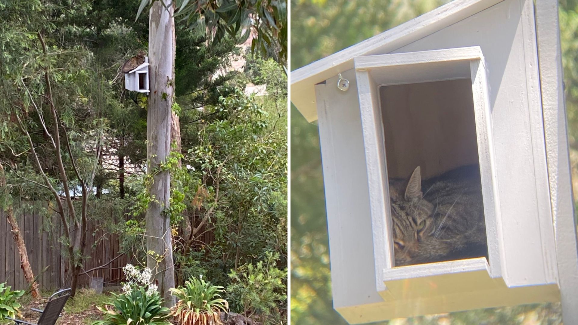 Georgia Man Installs An Owl Nesting Box But To His Surprise, Someone Else Nested Inside