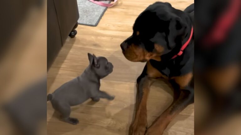 giant dog and tiny puppy