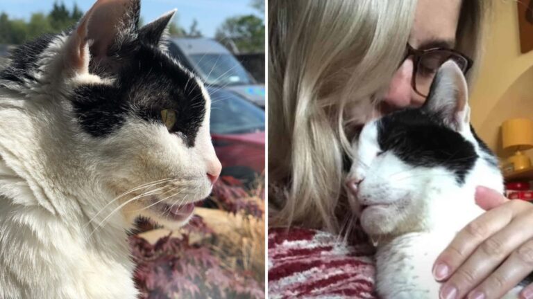 Grateful Senior Cat In Vermont Can't Stop Showering His New Family with Love