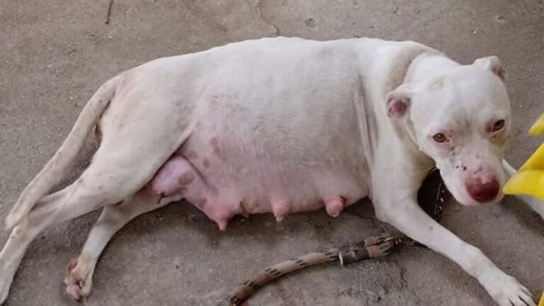 pregnant dog found tied
