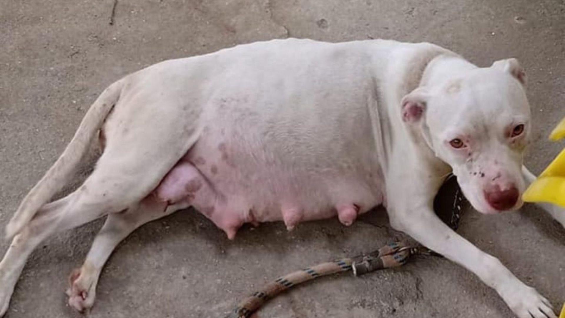 pregnant dog found tied