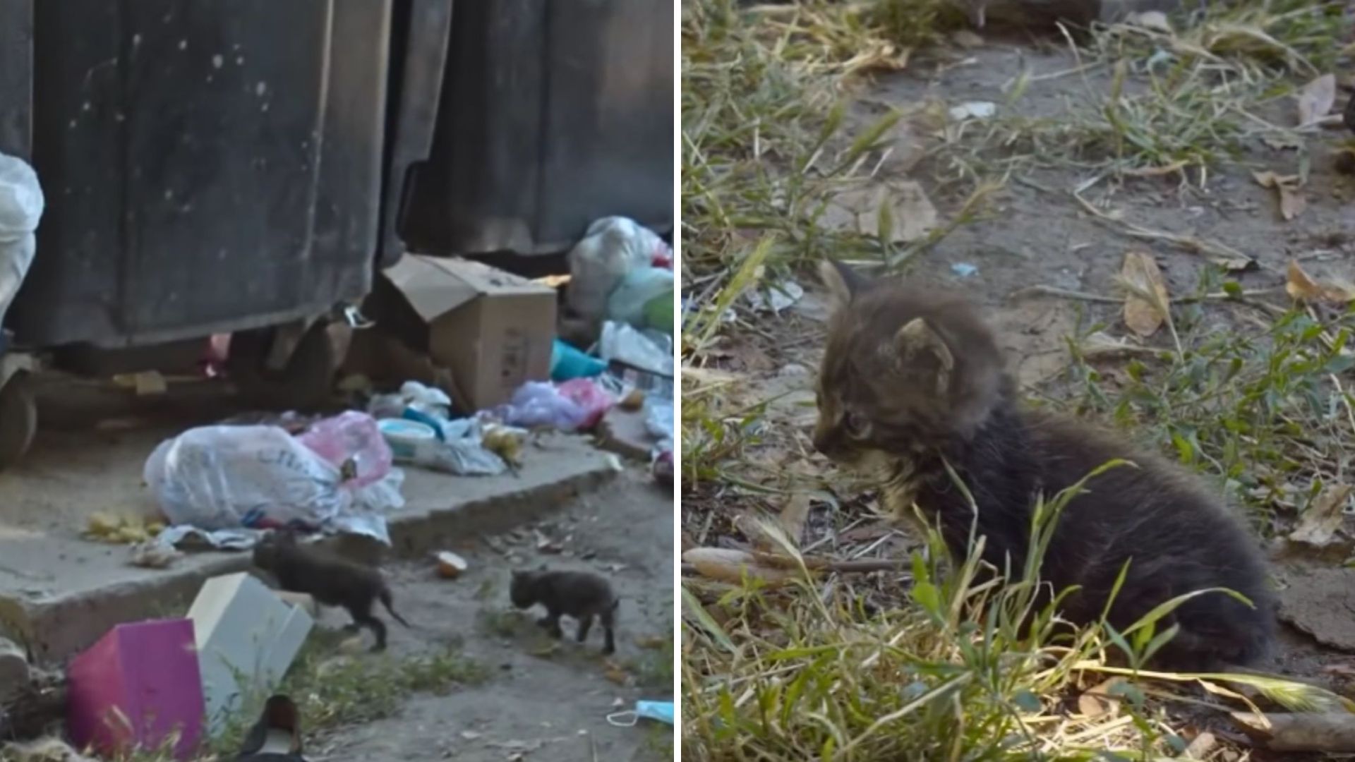 Heartbreaking Scene At LA Landfill As Two Kittens Are Dumped By Humans