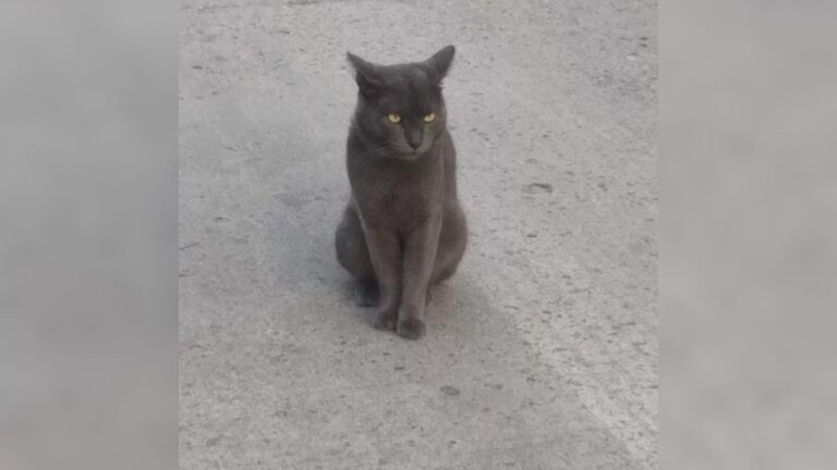 Hidden Secrets Uncovered As Texas Woman Learns About Her Cat’s Double Life