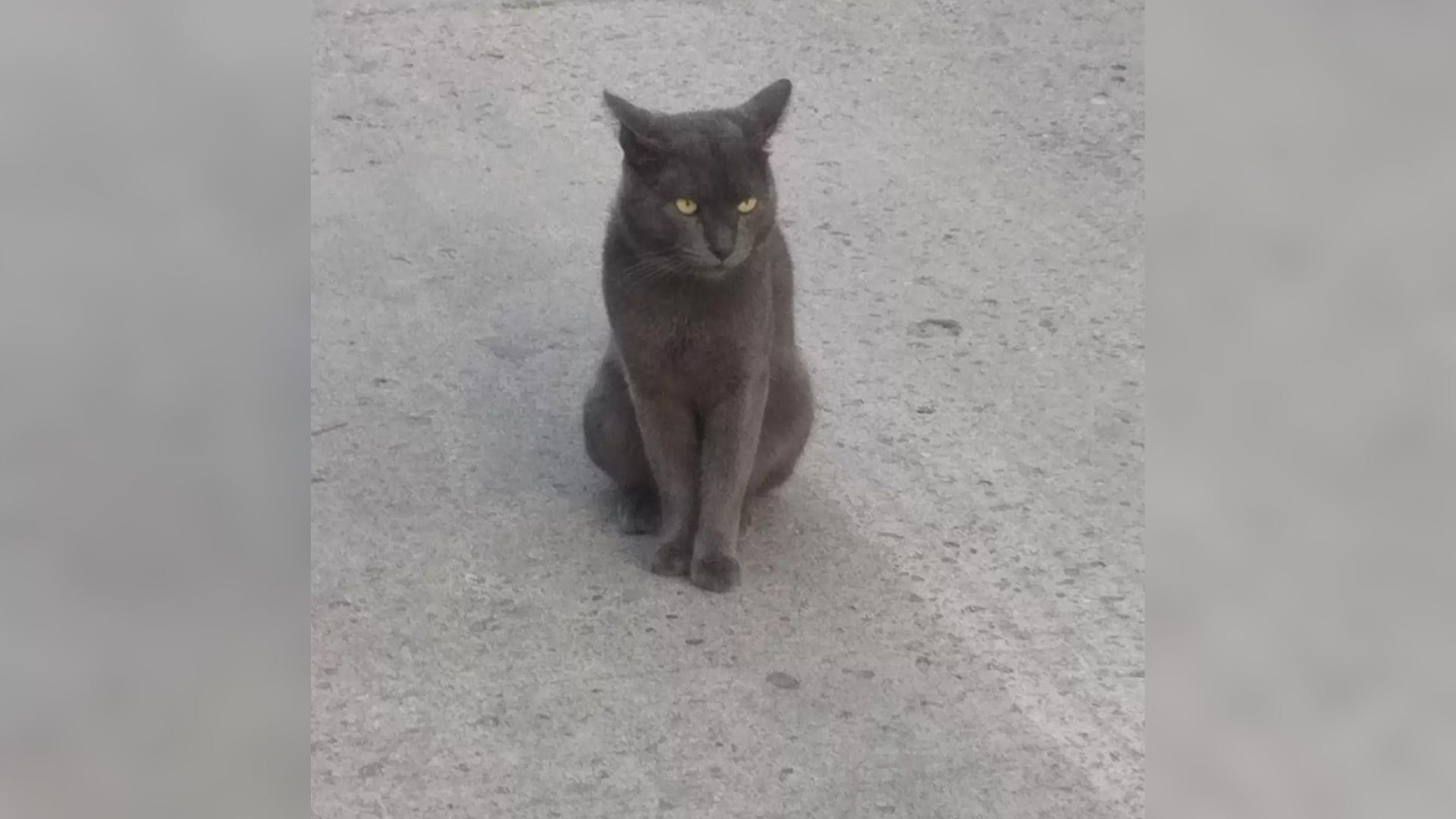 Hidden Secrets Uncovered As Texas Woman Learns About Her Cat’s Double Life