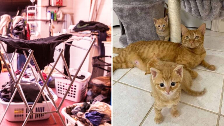 Indiana Cleaner Opens Laundry Basket And Finds 10 Tiny Eyes Staring Back