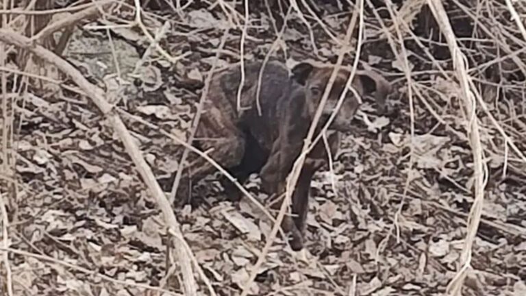 dog in woods