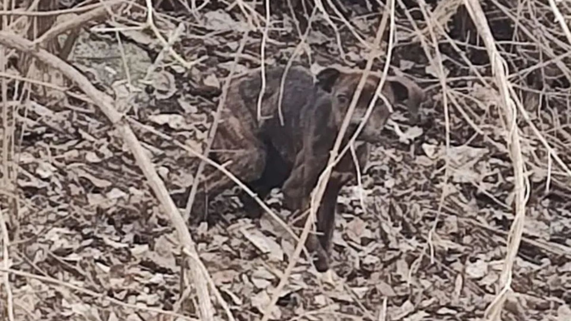 dog in woods
