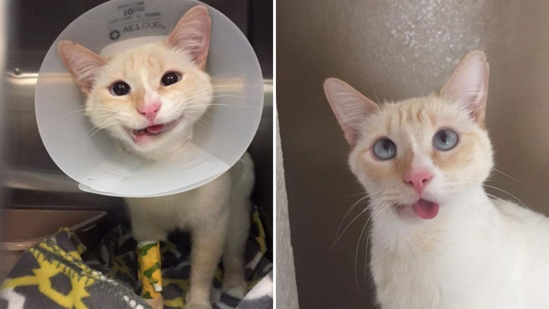 Just Before Euthanasia, Cat Experiences A Miraculous Turnaround Thanks To Kind Texas Vets