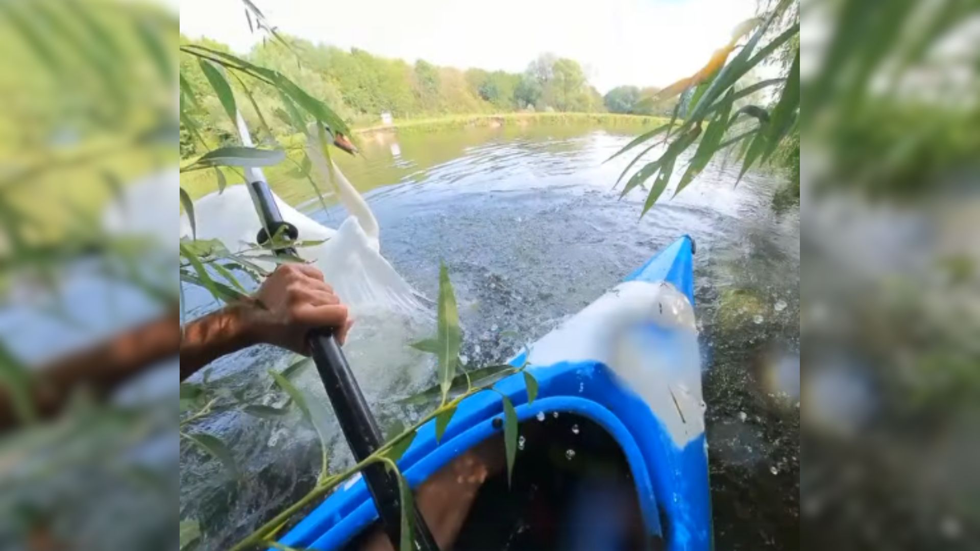 kayaker saving a swan