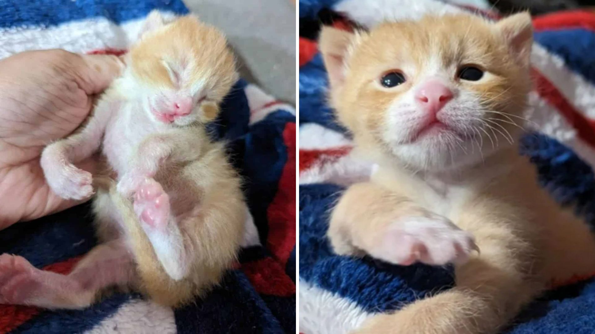 Kitten Born With Leg Deformities Learns To Walk With Help From Oregon Rescuer