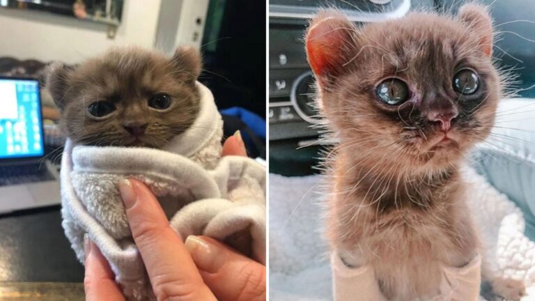 LA Kitten With Twisted Legs And Teddy Bear-Like Ears Gets A Chance For A Better Life