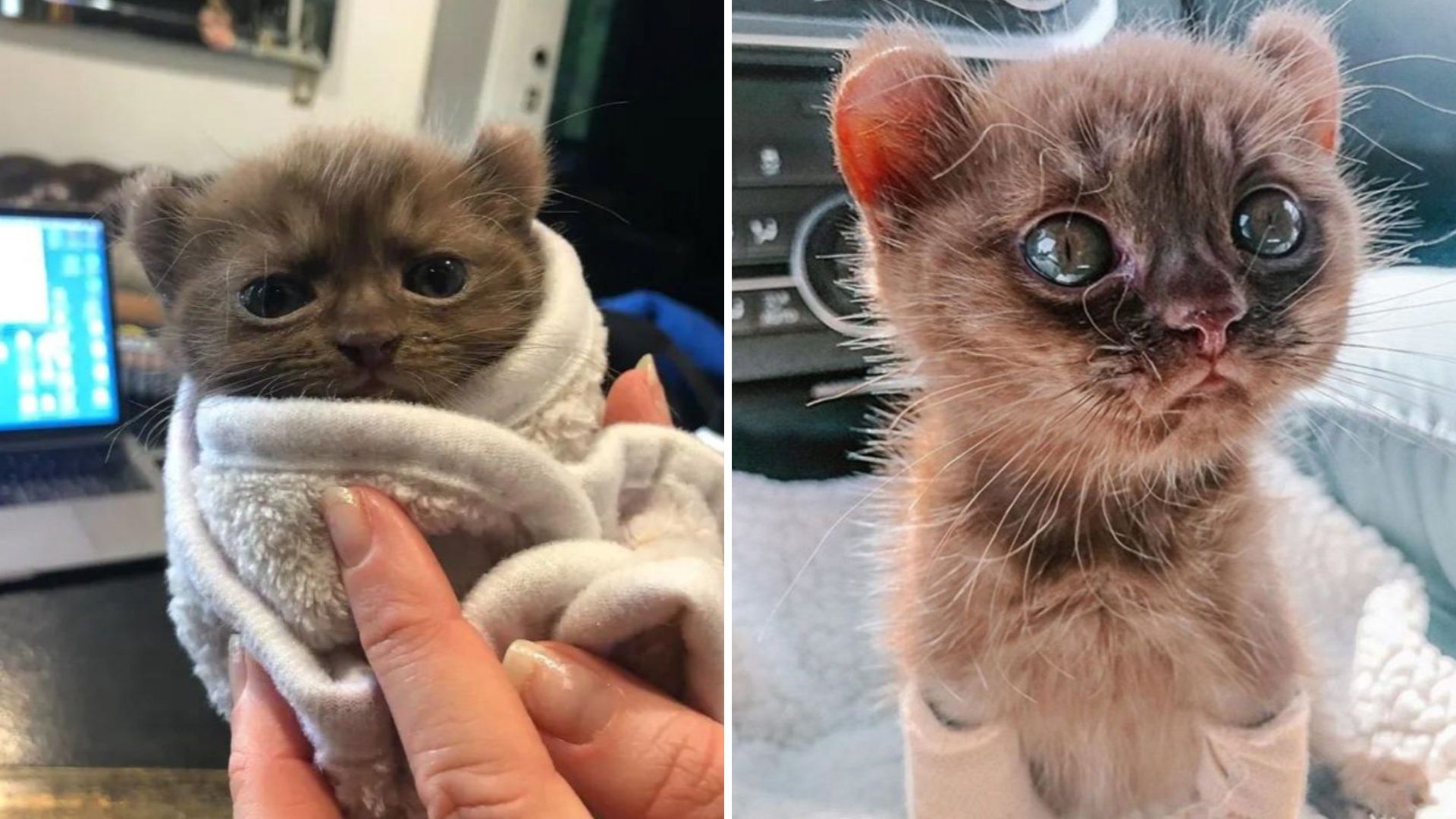 LA Kitten With Twisted Legs And Teddy Bear-Like Ears Gets A Chance For A Better Life