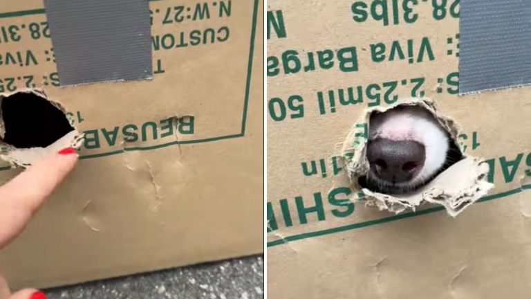 dog in box