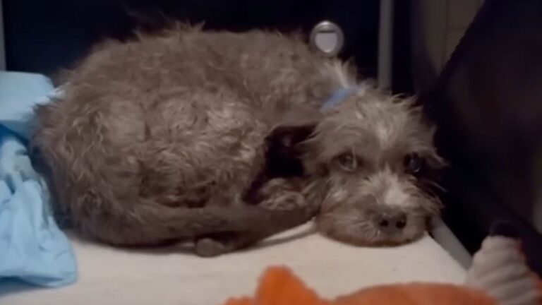 LA Rescuers Worry about This Dog’s Wellbeing For Days, Until The Truth Finally Comes To Light