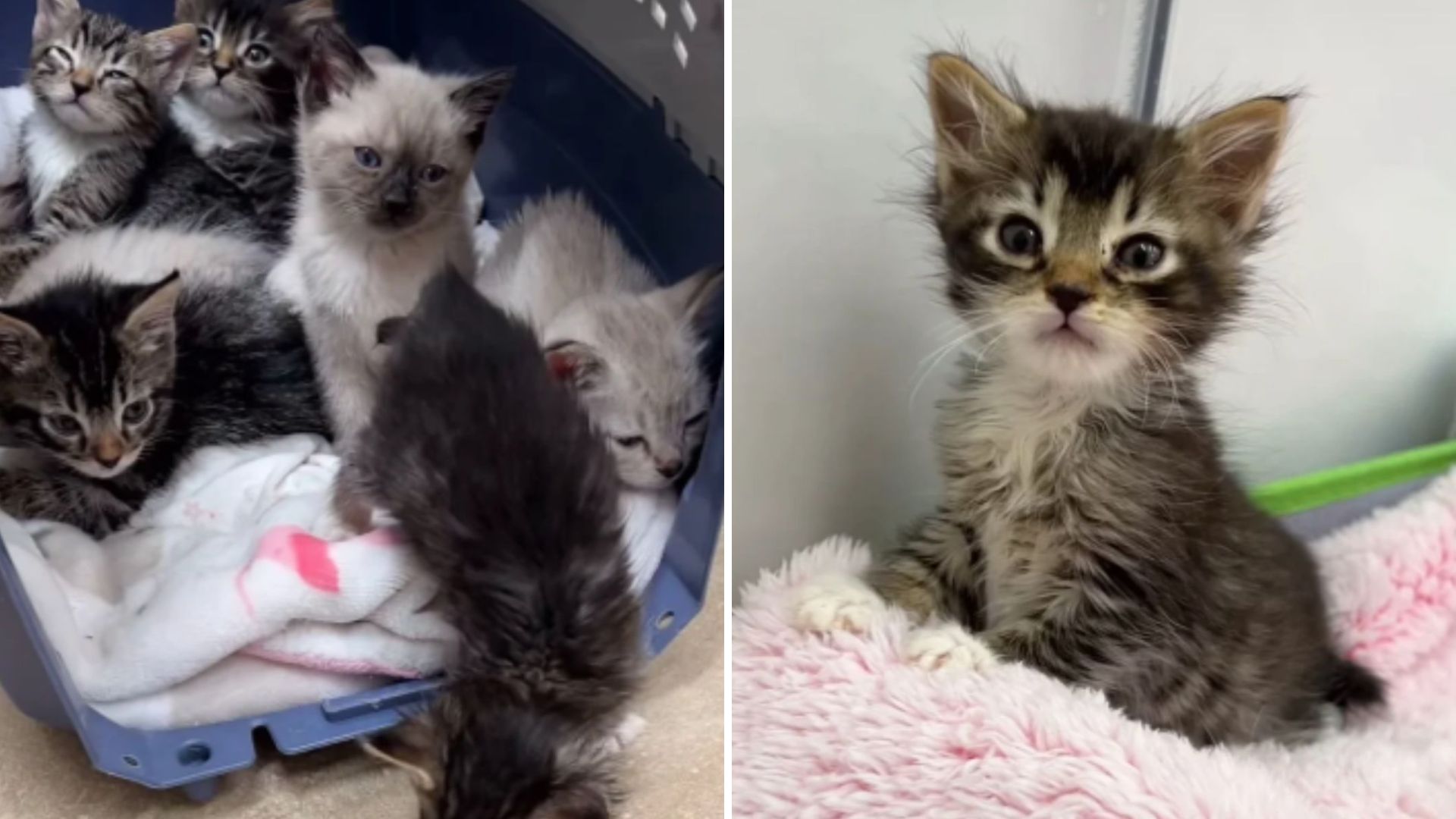 Las Vegas Rescue Team Helps Seven Shivering Kittens From Backyard