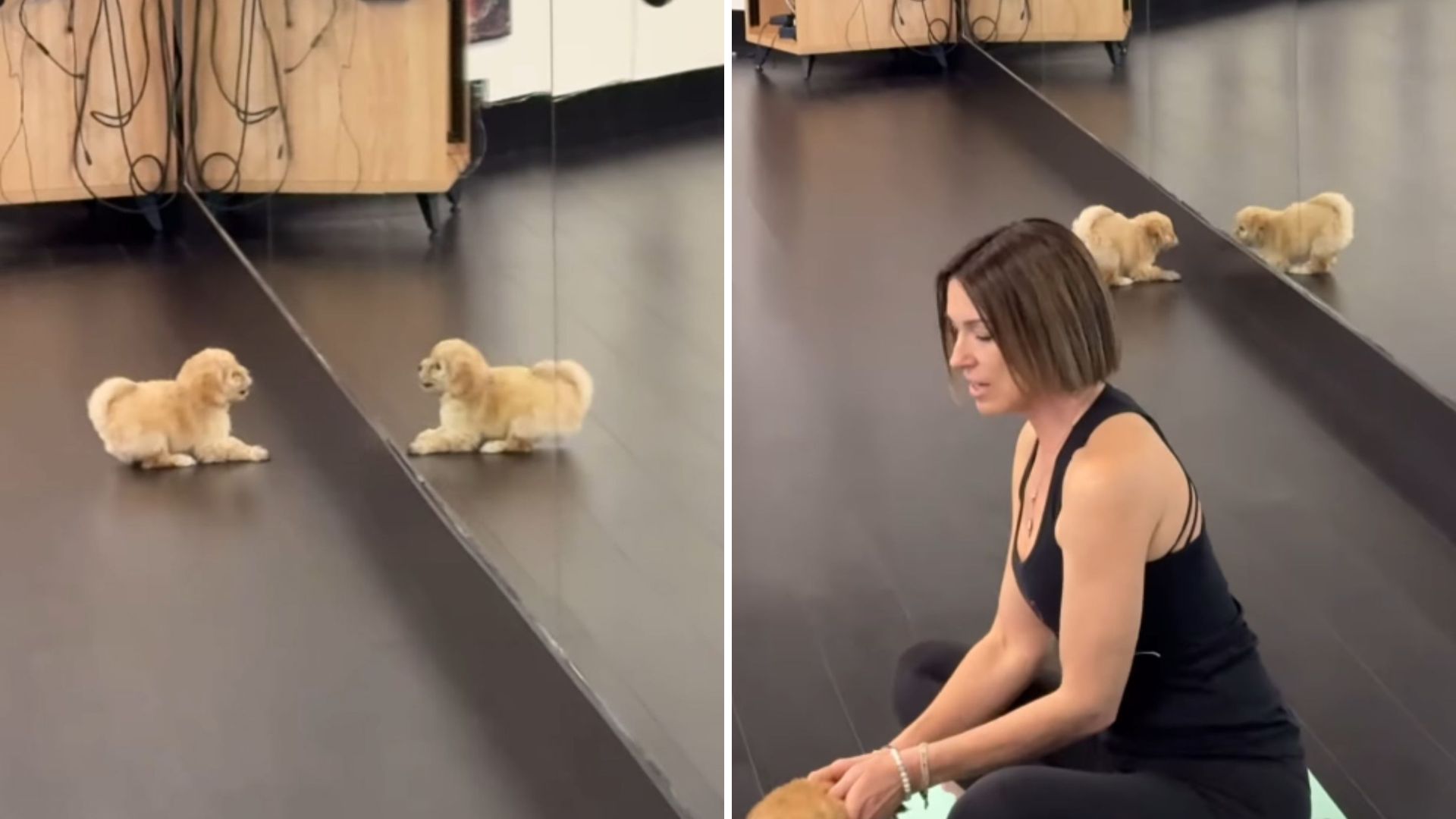 Los Angeles Yoga Class Interrupted By Pup Who Spots Himself In The Mirror