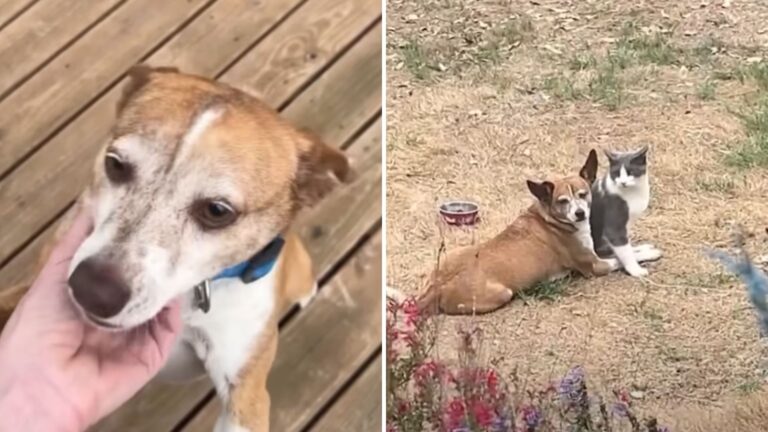 Lost Dog Stumbles Into Texas Cat Sanctuary And Wins Over Every Cat’s Heart